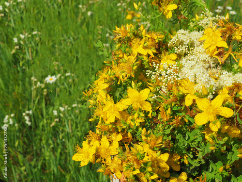 Obraz na płótnie Freshly picked St. John's wort