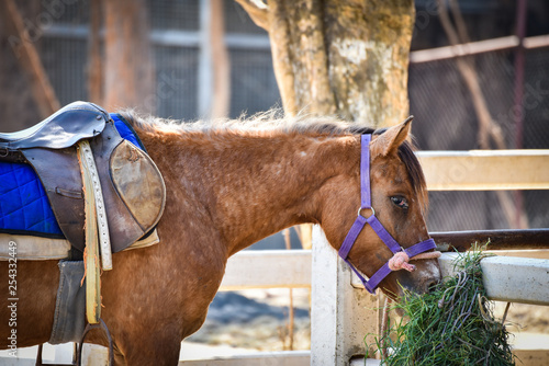 horses farm grazing grass in stable