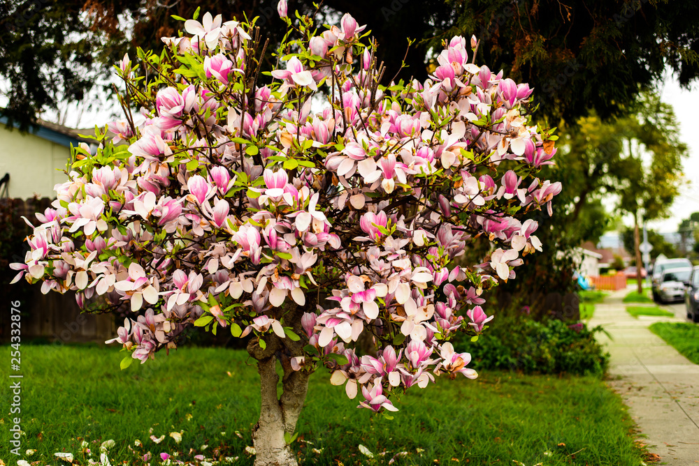 flowers in the garden flowers in the garden
