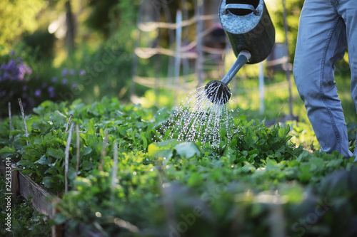 Fotografia, Obraz Man farmer watering a vegetable garden