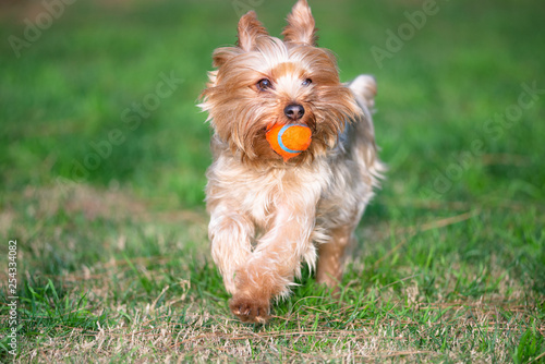 Yorkshire Terrier Puppy Playing Fetch in a Dog Park With a Generic Orange Ball