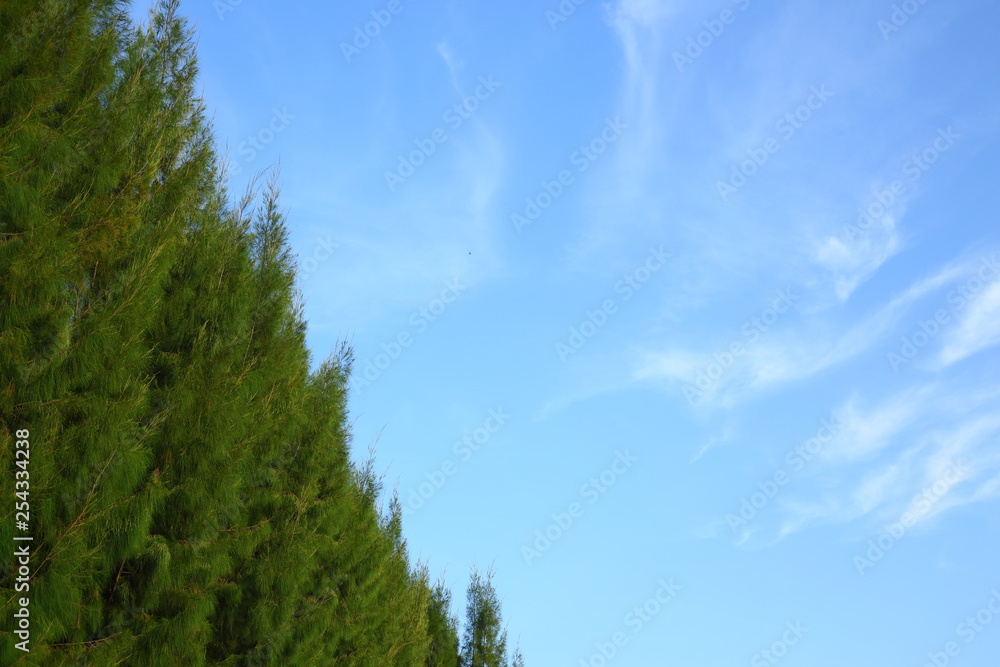 green pine tree in the park green pine tree in the park