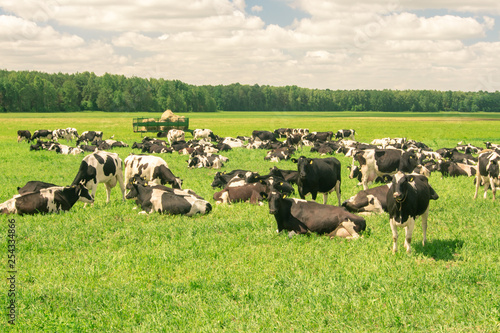 Herd of black and white cows taking rest in the middle of a hot summer day