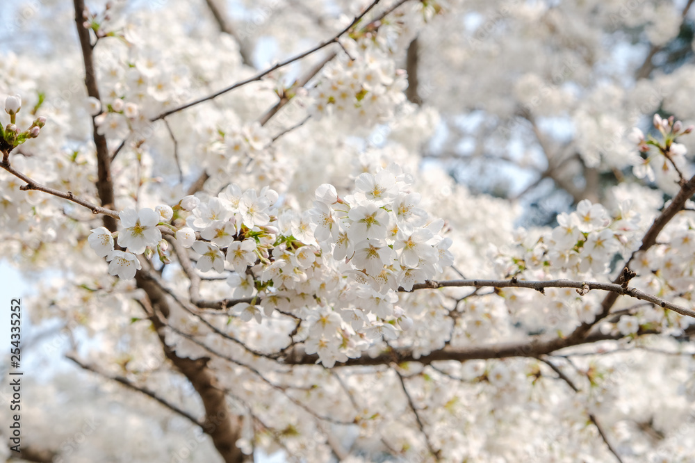 Close up white sakura flower blossom on tree in spring seasonal,natural background Close up white sakura flower blossom on tree in spring seasonal,natural background