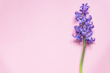 Purple hyacint flower on pastel pink background. Flat lay, top view, copy space