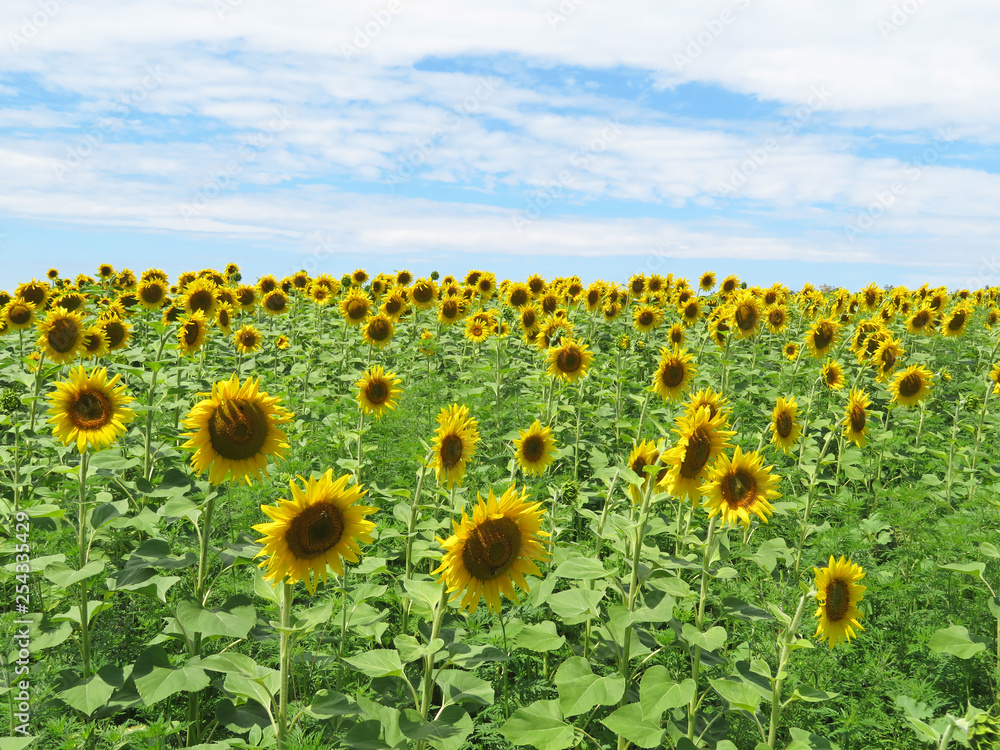 Obraz premium Sunflowers field and blue sky with white clouds in summer. Blooming sunflowers, concept for cooking oil production, picturesque landscape