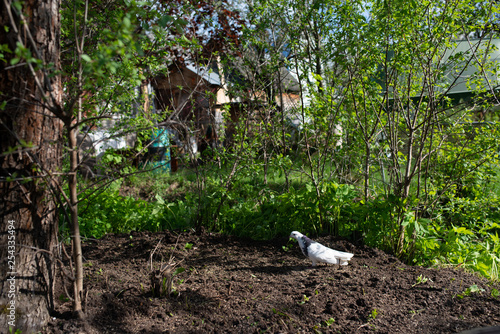 A white dove walks on freshly plowed land next to a tree and green bushes. in the garden outside the city. Spring sunny day photo