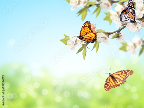 Flowers of cherry and monarch butterflies © frenta