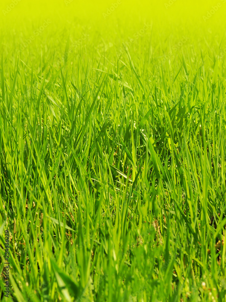 A young green grass on a in the park A young green grass on a in the park