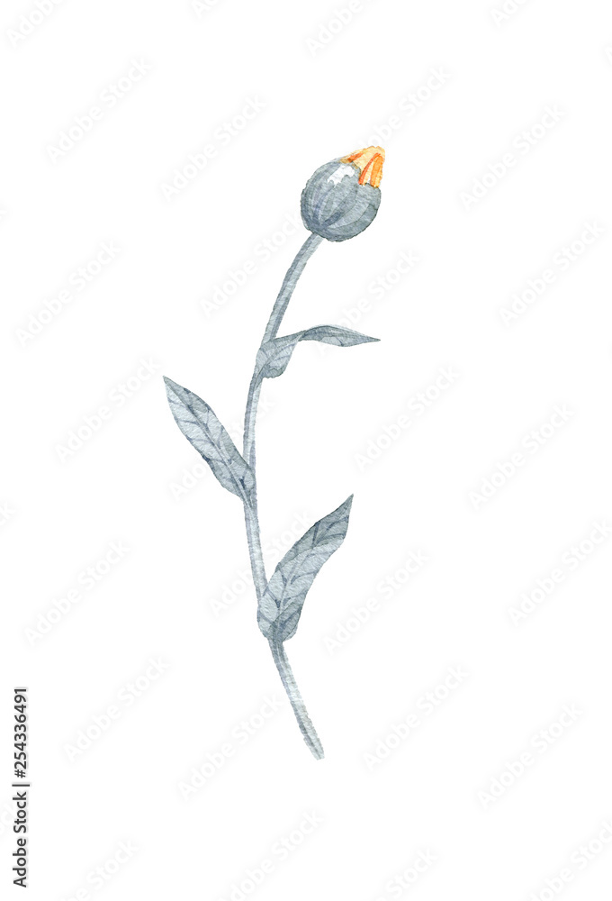 hand drawn watercolor calendula flower hand drawn watercolor calendula flower