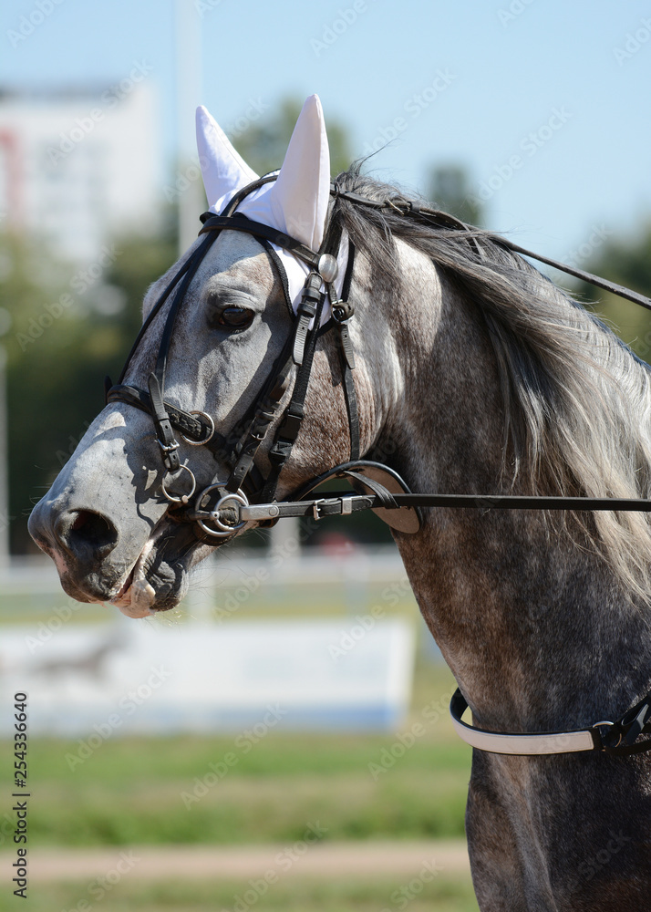Potrait of a gray horse trotter breed in motion on hippodrome.