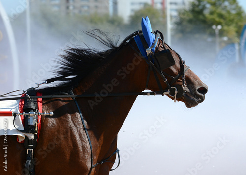 Potrait of a brown horse trotter breed in motion on hippodrome.