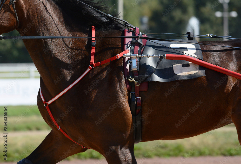 Muscles on a browwn horse trotter breed. Harness horse racing in details.