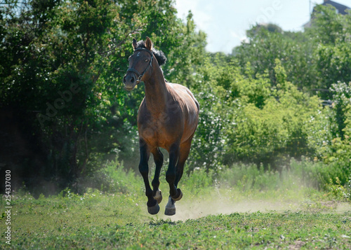 The bay sport horse runs gallop on freedom in summer