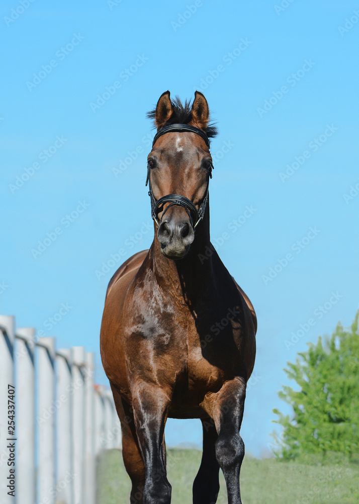 Portrait of a beautiful brown sport horse on freedom in motion. Front view