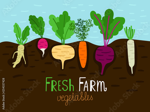 Vegetables garden growing. Vegetable gardening sketch, family farm food grow with roots in ground, veggies growing and planting, vector illustration