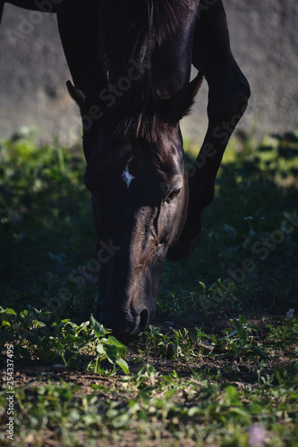 The portrait of a dark bay horse  eats grass photo