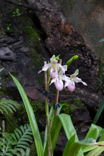 nice colorfull orchidea floret with leaf photo