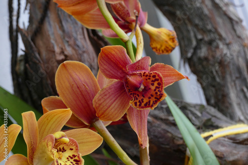 nice colorfull orchidea floret with leaf photo