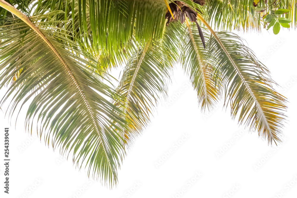 Palmes de cocotiers sur fond blanc 