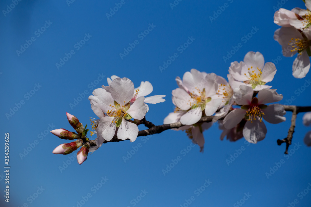 bee on almond 's flowers macro spring season background bee on almond 's flowers macro spring season background