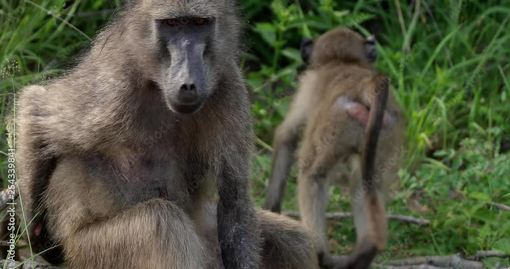 baboon monkey in South africa, park kruger baboon monkey in South africa, park kruger