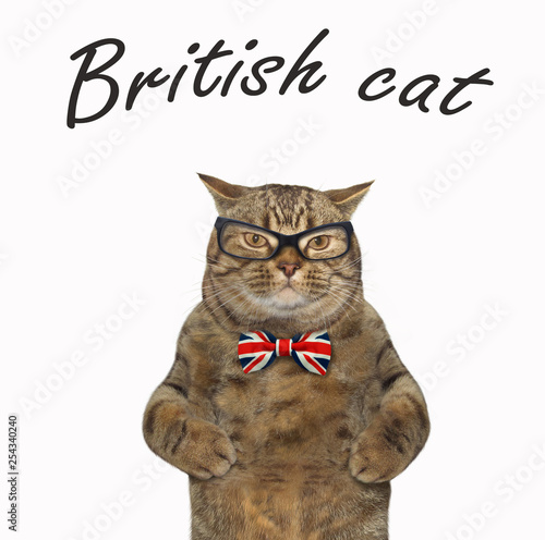 The funny british cat wears a bow tie and glasses. White background. 