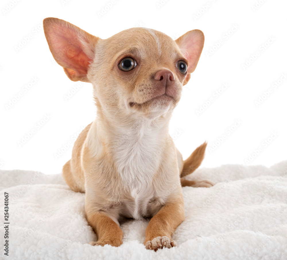 chihuahua in studio chihuahua in studio