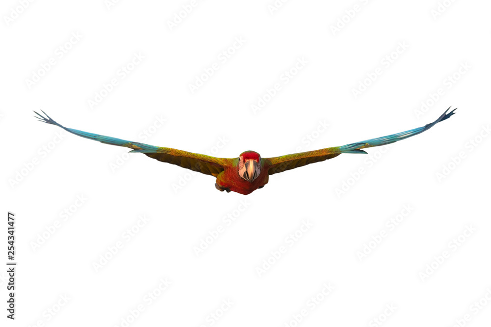 Closeup blue and gold macaw flying isolated on white background Closeup blue and gold macaw flying isolated on white background
