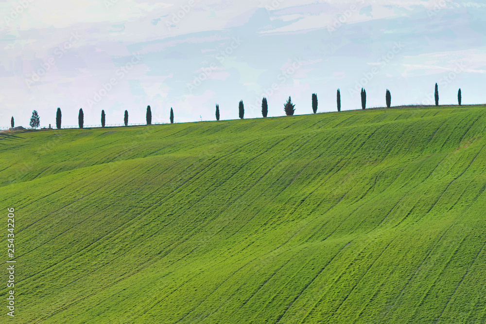 Cypresses lined up in Val d'Orcia in Tuscany Italy