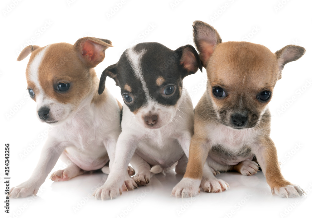 chihuahuas in studio chihuahuas in studio