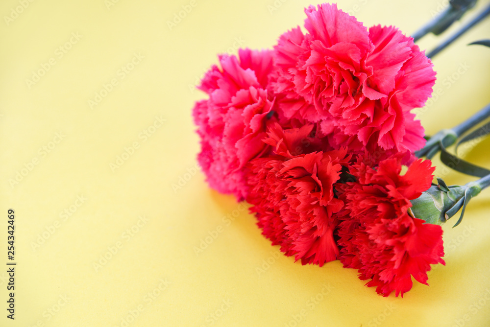 Red and pink carnation flower blooming on yellow background Red and pink carnation flower blooming on yellow background