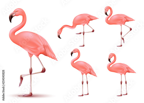 Flamingo 3D Realistic Vector Mesh Set Tropical Animal with Different Poses in Isolated White Background. Vector Illustration © AmazeinDesign