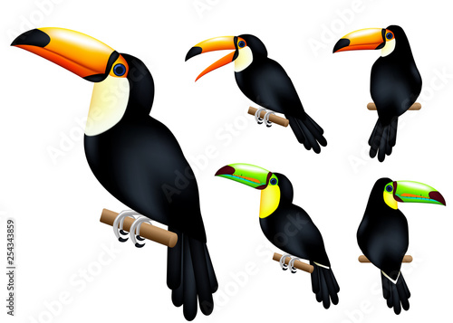 Toucan 3D Realistic Vector Mesh Set Tropical Animal with Different Poses in Isolated White Background. Vector Illustration