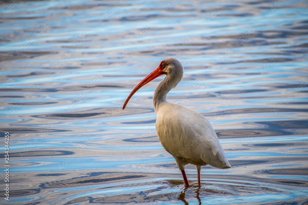A natural white Ibis in Brandeton, Florida A natural white Ibis in Brandeton, Florida