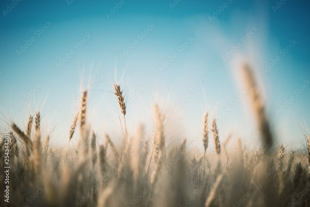 Spikelets of wheat Spikelets of wheat