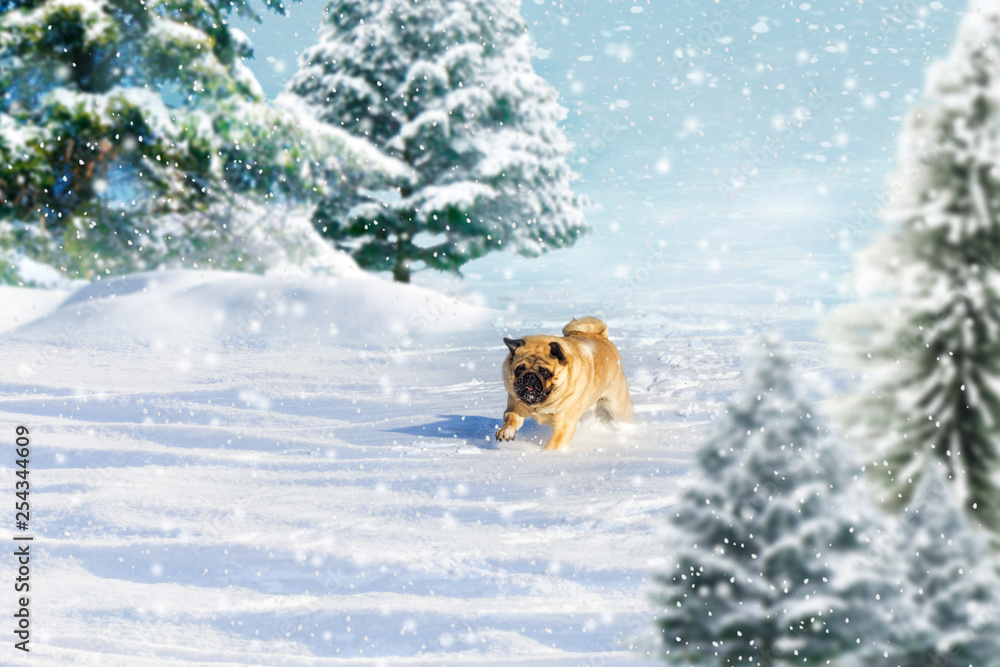 pug dog runs and plays in the winter forest on a Sunny frosty day. fabulous picture for postcards pug dog runs and plays in the winter forest on a Sunny frosty day. fabulous picture for postcards