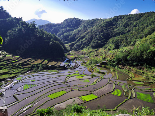 rice terraces, Banaue, Batad, Bangaan, Philippines photo