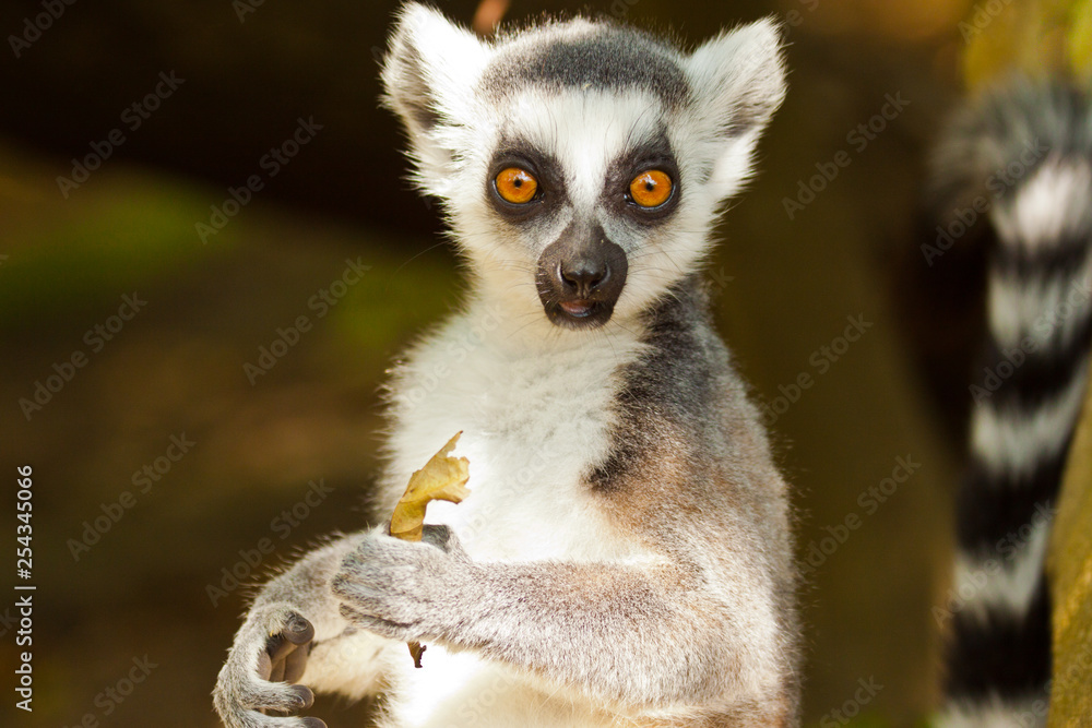 Obraz premium Katta (Lemur catta)