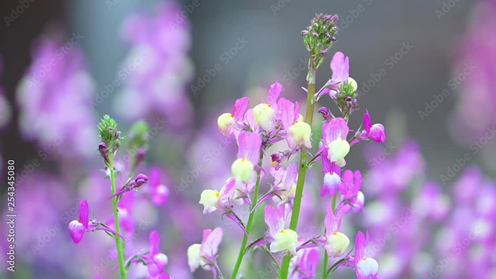 Close-Up Purple Lupine in Bloom at the Sunrise Close-Up Purple Lupine in Bloom at the Sunrise