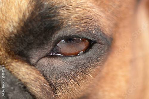 Wallpaper Mural Close up of a dog eye with small proliferation adenoma on lower eyelid Torontodigital.ca