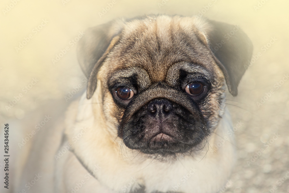 Portrait of Beautiful male Pug puppy dog Portrait of Beautiful male Pug puppy dog
