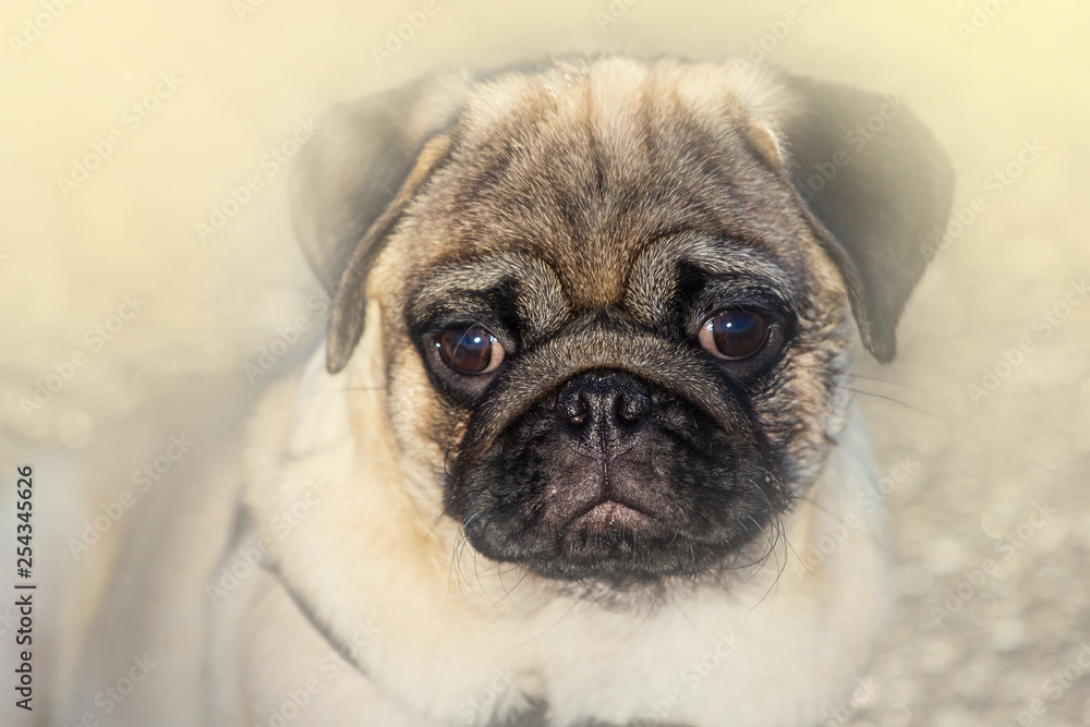 Portrait of Beautiful male Pug puppy dog