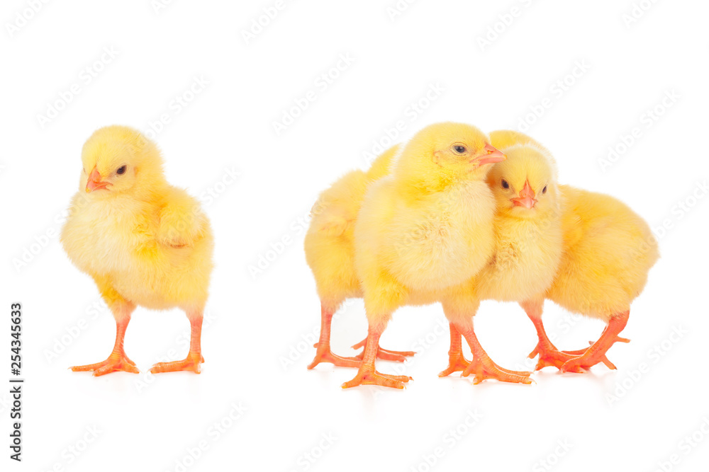 Group of chickens isolated on a white background Group of chickens isolated on a white background