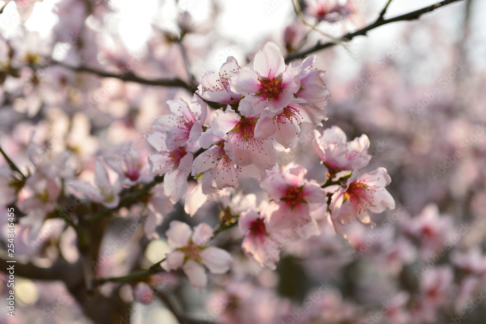 In full bloom in the peach blossom In full bloom in the peach blossom