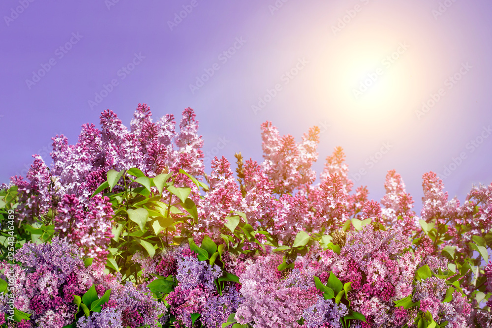 Nature spring background with purple lilac flowers at sunny day. nature in summer spring in sunlight . Floral background, copy space