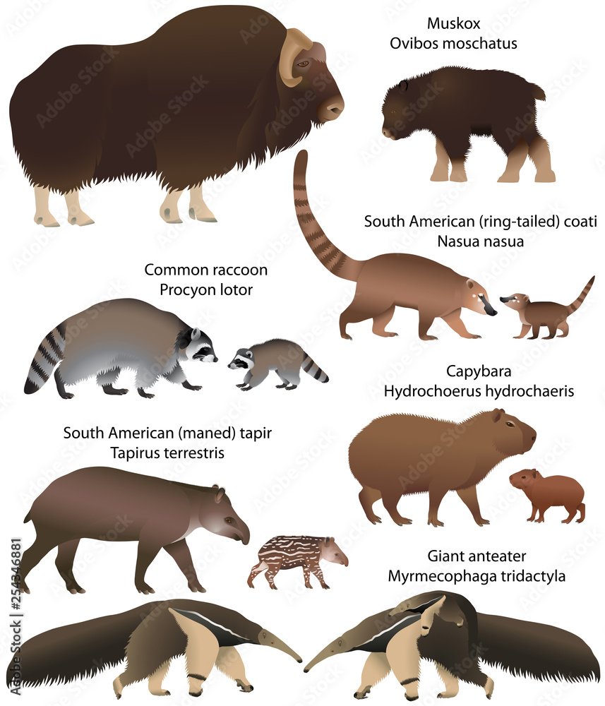 Collection of animals with cubs living in the territory of North and South  America: muskox, common raccoon, south american tapir, giant anteater,  capybara, south american coati Stock Vector | Adobe Stock