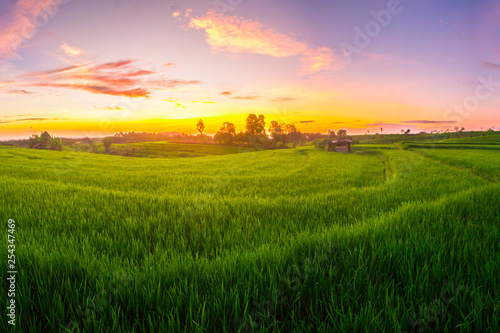 amazing sunset at paddy fields in north bengkulu indonesia beauty asia