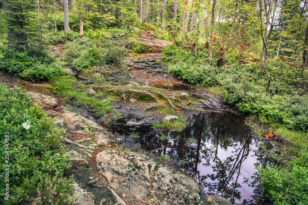 forest landscape with roots and water forest landscape with roots and water