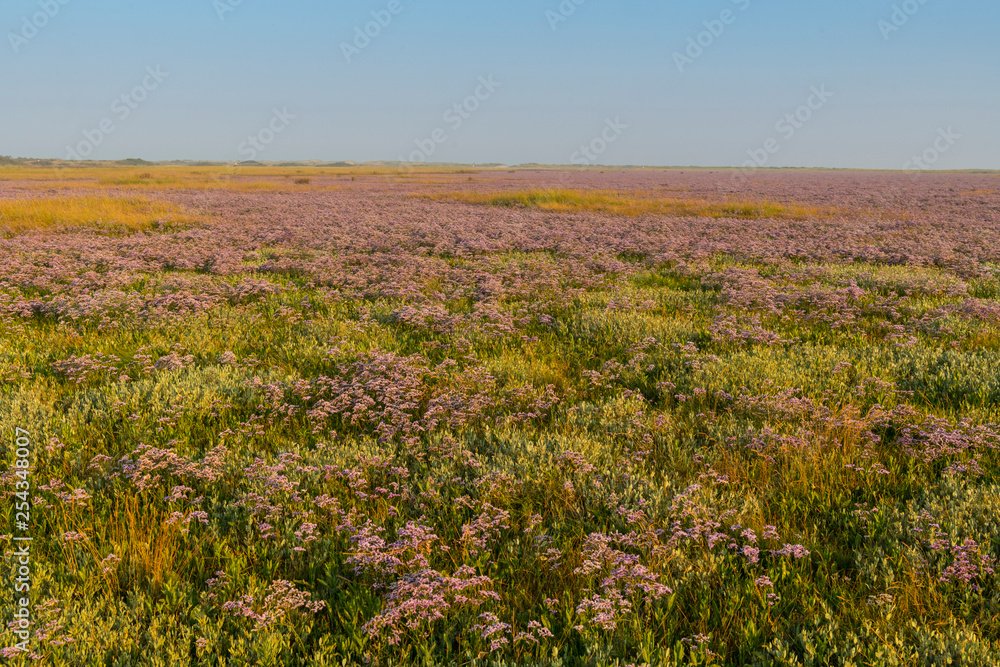 Fototapeta premium Les mollières couvertes de lilas de mer (statices sauvages) en Baie d'Authie (Fort-Mahon)